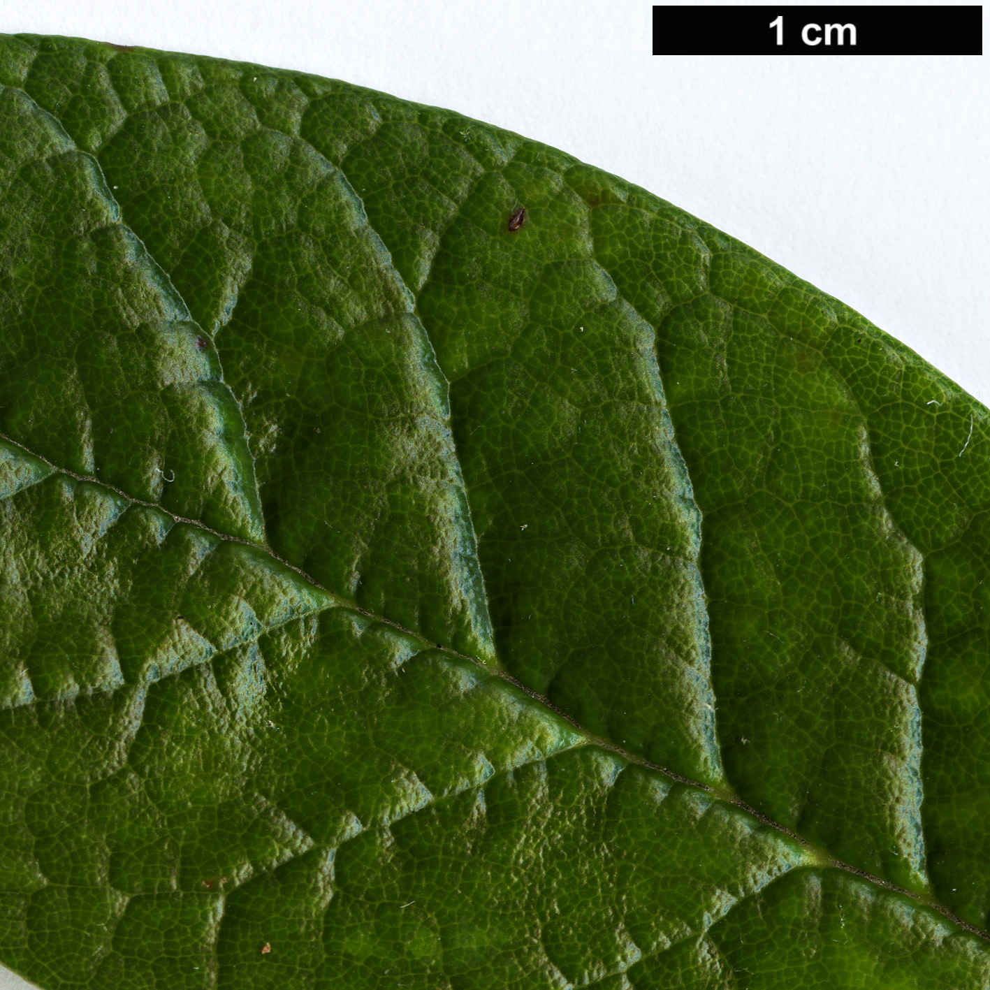 High resolution image: Family: Ericaceae - Genus: Rhododendron - Taxon: farinosum